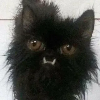 👺 fff014ad gatto, gatto nero, inquietante, animale, occhi telegram sticker