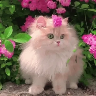 😍 34af3916 chat, fleurs, mignon, animal de compagnie, animal, rose, chaton telegram sticker