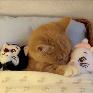 💋 76738485 chat, chaton, sommeil, poupée, mignon, lit, animaux telegram sticker