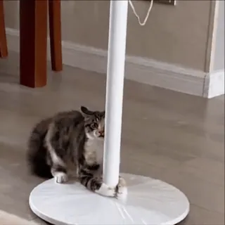 🥵 76ae7395 chat, animal, animal de compagnie, mignon, domestique, intérieur, joueur telegram sticker