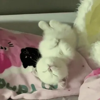 😍 b5224118 chat, chaton, dormir, mignon, animal, animal domestique telegram sticker