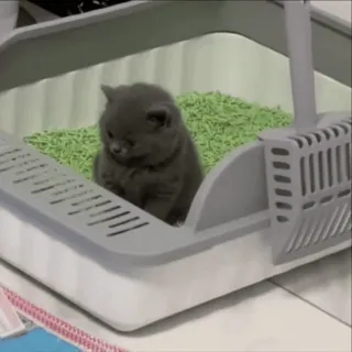 Котики • @TgStickery whatsapp stickers