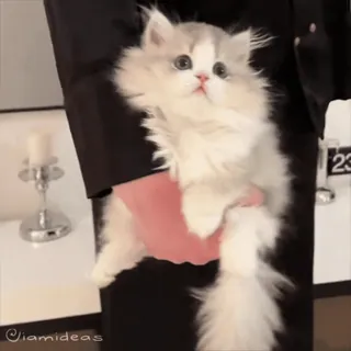 Котики • @TgStickery whatsapp stickers