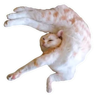 cats telegram stickers