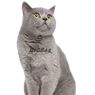 😧 323c46bc DIGE44 gatto, animale, animale domestico, grigio, domestico, british shorthair telegram sticker