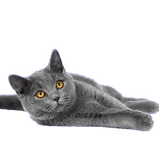 😕 5a93f71f gatto, animale, gatto grigio, gatto domestico, animale domestico, felino, mammifero telegram sticker