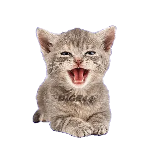 😂 8d5d17b2 gatto, gattino, animale, animale domestico, felino, carino telegram sticker