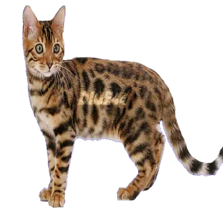 🤨 a37c4214 dudebro gatto, animale, animale domestico, domestico, mammifero, felino, gattino, bengala telegram sticker