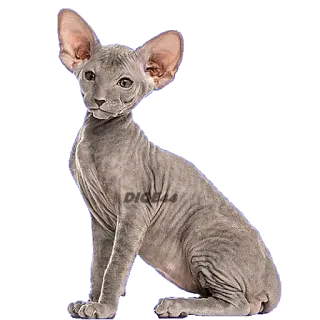 😒 c4f96a65 DIQEB4 gatto, sphynx, animale domestico, animale, gatto senza pelo, gatto domestico, felino telegram sticker