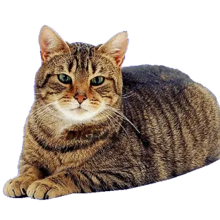 😠 e4e859fe gatto, animale, animale domestico, gatto domestico, tigrato, felino telegram sticker