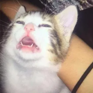 😫 22fb70e4 кот, котенок, зевок, животное, питомец, милый telegram sticker