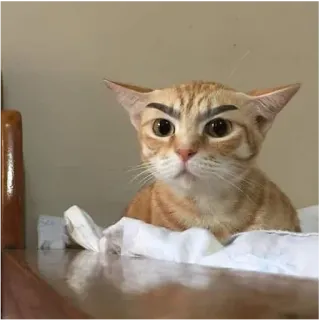 😠 25802b5c кот, брови, котенок, животное, смешной, питомец telegram sticker