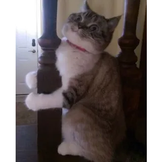 Not So Polite Cats (@heahy) telegram stickers