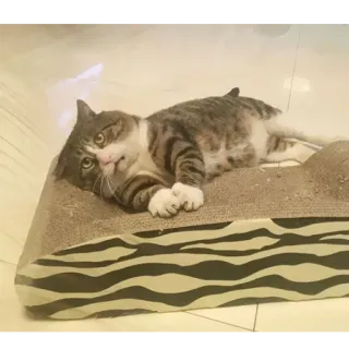 😩 30c9ea5c кот, кошачий, питомец, ленивый, расслабленный telegram sticker