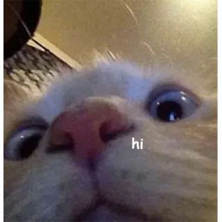 🙂 369aec94 hi кот, животное, питомец, милый, мем telegram sticker