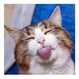 😛 3d27f353 кот, животное, милый, язык telegram sticker