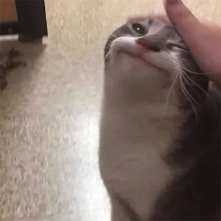 ☺️ 3e7a39e9 кот, домашнее животное, животное, милый, домашний telegram sticker