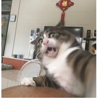 😨 5971eff1 кот, испуганный, смешной, животное, питомец, домашний telegram sticker