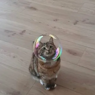 😺 5a5b8225 кот, пузырь, животное, питомец, смешной, милый telegram sticker