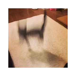 👻 5b31cad0 кот, тень, ковер, питомец telegram sticker