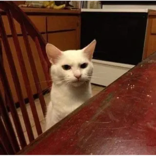 😒 5ec87863 кот, белый, стол, злой, домашнее животное, питомец telegram sticker