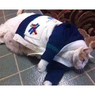 😴 648aae14 кот, свитер, домашнее животное, животное, домашний telegram sticker