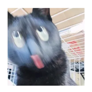 👻 709398c5 кошка, животное, питомец, смешной, размытый telegram sticker