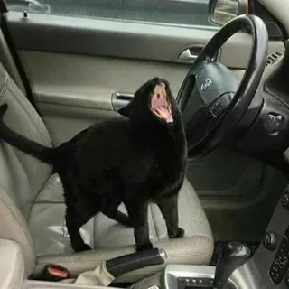 Not So Polite Cats (@heahy) telegram stickers