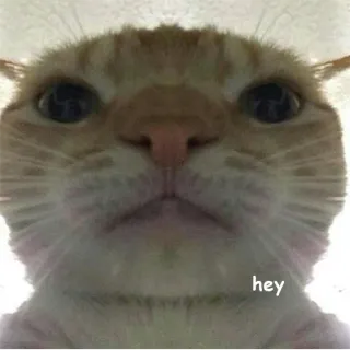 😶 89260727 hey кот, животное, мем, питомец, милый telegram sticker