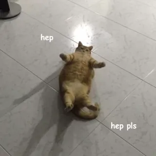 🚨 906fb4bd hep
hep pls кот, помощь, пожалуйста, умоляющий, мем, смешной telegram sticker