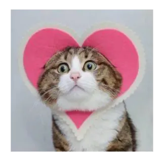 ❤️ 91745f9e кот, милый, сердце, животное, питомец telegram sticker