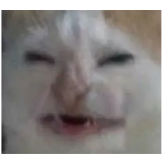 😫 a0b35357 кот, мем, смешно, животное, злой, милый telegram sticker