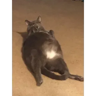 Not So Polite Cats (@heahy) telegram stickers