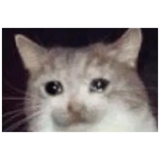 😢 b57f8a20 кот, плачет, грустный, мем, животное telegram sticker