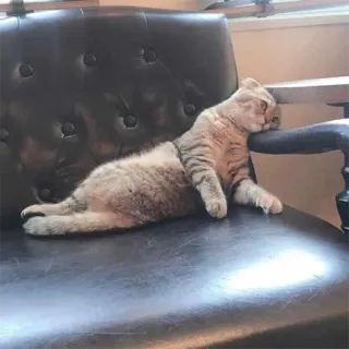 🙃 c4abcc8e кот, домашнее животное, животное, домашний, кошачий, отдых telegram sticker