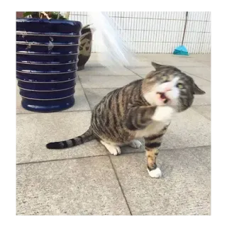 😨 cb6b6400 кот, уход, милый, животное telegram sticker