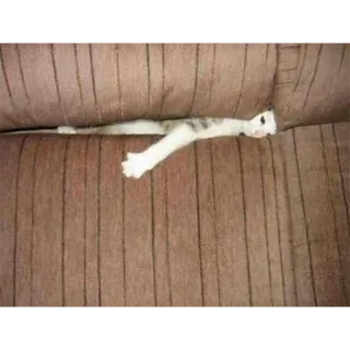 Not So Polite Cats (@heahy) telegram stickers