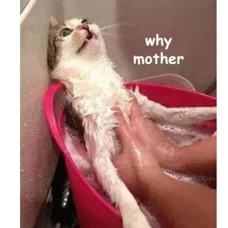 Not So Polite Cats (@heahy) telegram stickers