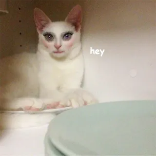 👹 d39ece9b hey кот, животное, макияж, смешной, домашнее животное, питомец telegram sticker