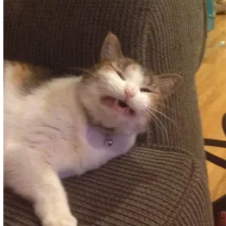 😫 e2bda13b кот, животное, питомец, домашний, кошачий telegram sticker