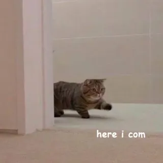 🚶‍♀️ f11e440c here i com кот, гуляет, животное, смешной telegram sticker