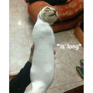 Not So Polite Cats (@heahy) telegram stickers