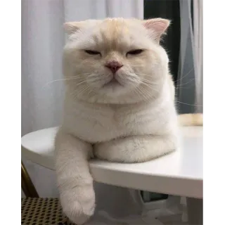 😒 f7b1c287 кот, белый кот, милый, кошачий, животное telegram sticker