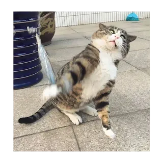 😮 fad74732 кот, животное, питомец, игривый, милый telegram sticker