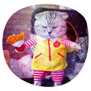 😸 Котики в костюмах @lennysticker whatsapp stickers