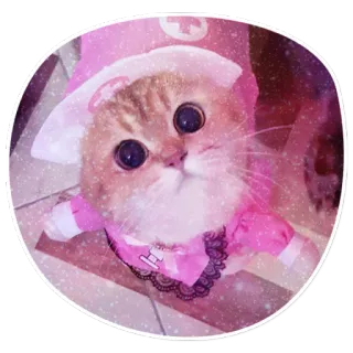 😸 657d7919 kat, kitten, roze, verpleegkundige, lief, dier, huisdier telegram sticker