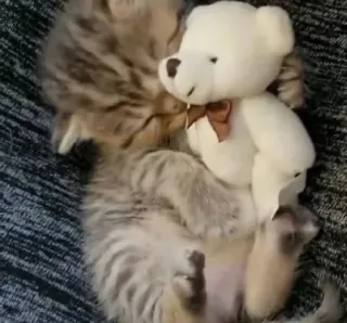 🫀 036db7f0 gatito, gato, osito de peluche, lindo, animal, dormilón telegram sticker