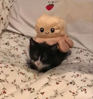 😟 0474dac3 gato, gatito, pulpo, juguete, lindo, animal telegram sticker