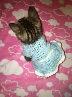 🫀 0984a96e gatito, gato, vestido, mascota, animal, lindo telegram sticker