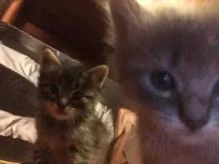 ❓ 1d4bce64 gatos, gatitos, mascotas, animales, lindo telegram sticker